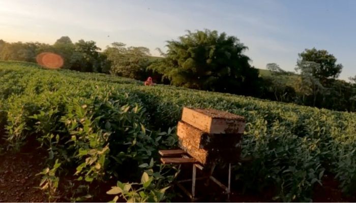 Foto: IDR-PR Polinização animal contribui para 12,6% da produção agrícola do Paraná